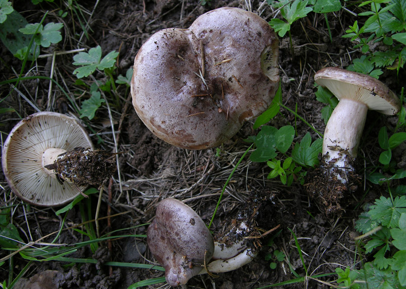 1.Lactarius sp.